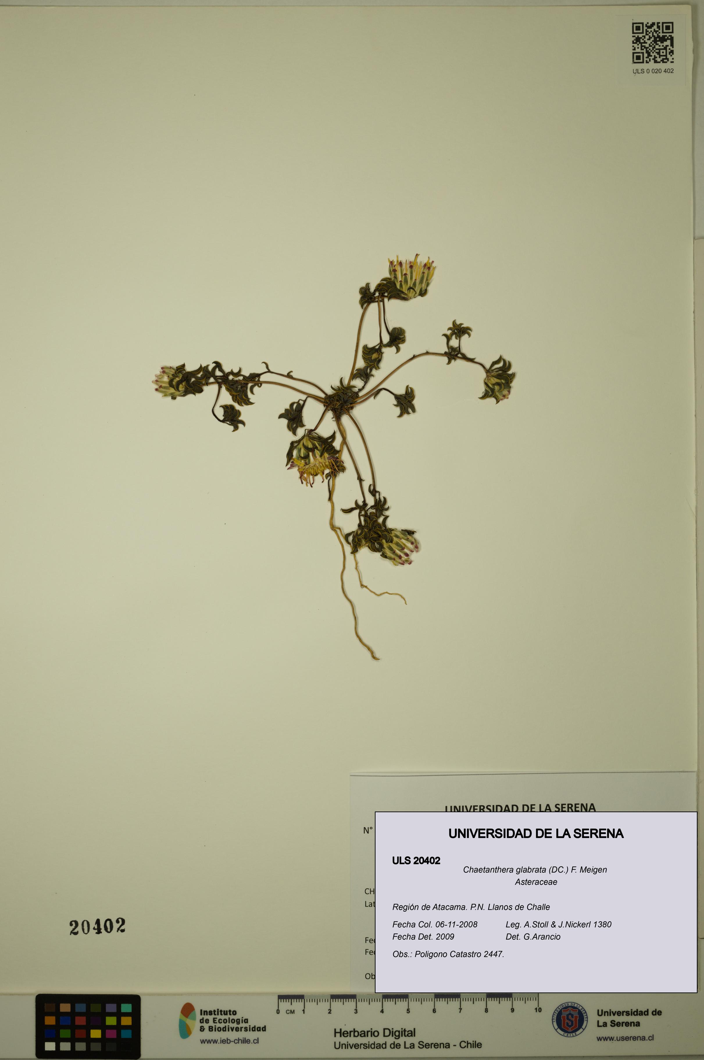 Chaetanthera glabrata [Espécimen: ULS:ULS:0020402]