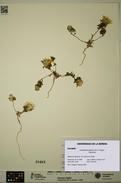 Chaetanthera glabrata [Espécimen: ULS:ULS:0020403]