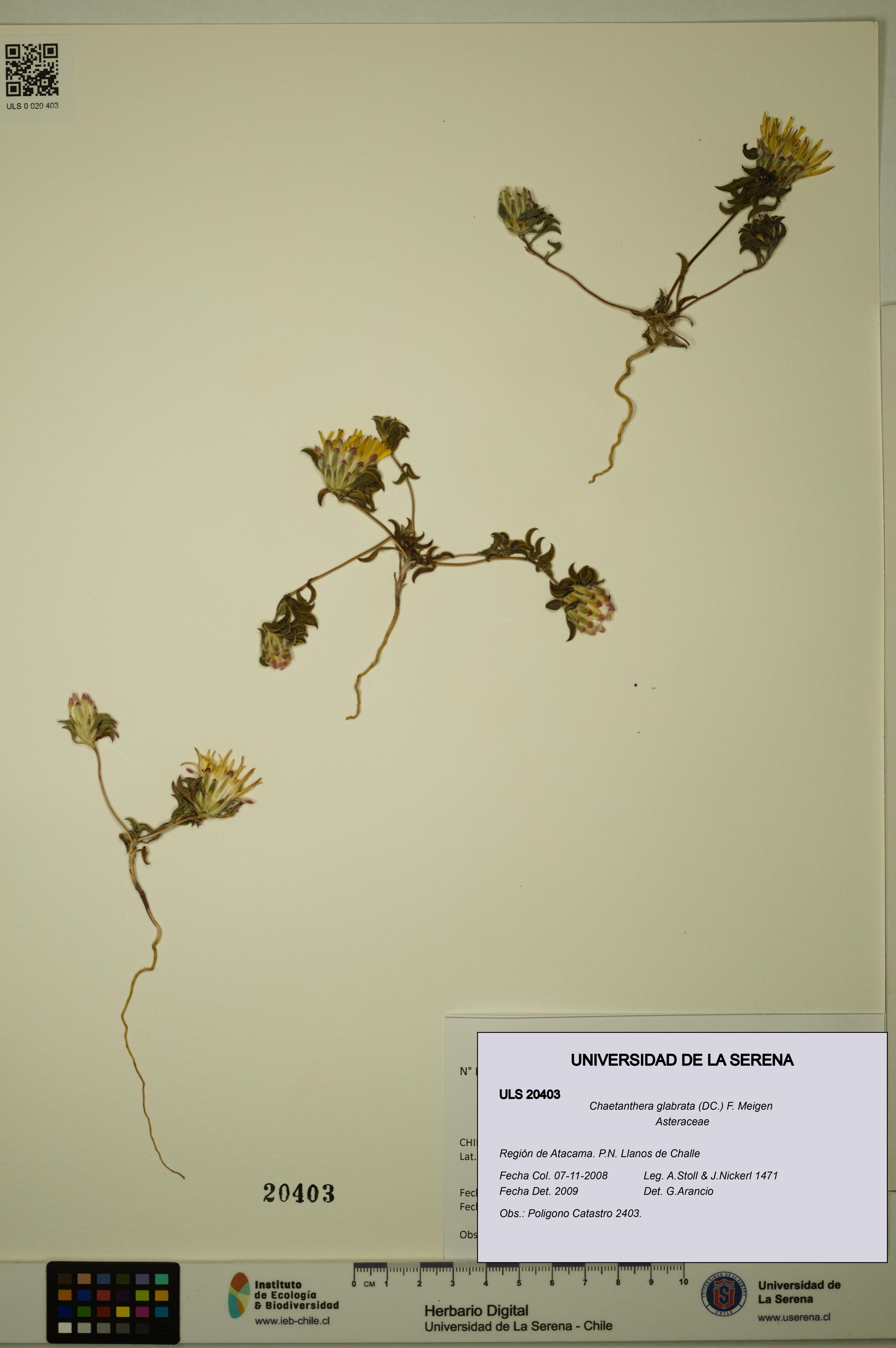 Chaetanthera glabrata [Espécimen: ULS:ULS:0020403]