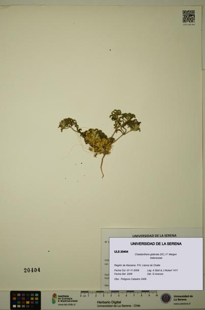 Chaetanthera glabrata [Espécimen: ULS:ULS:0020404]