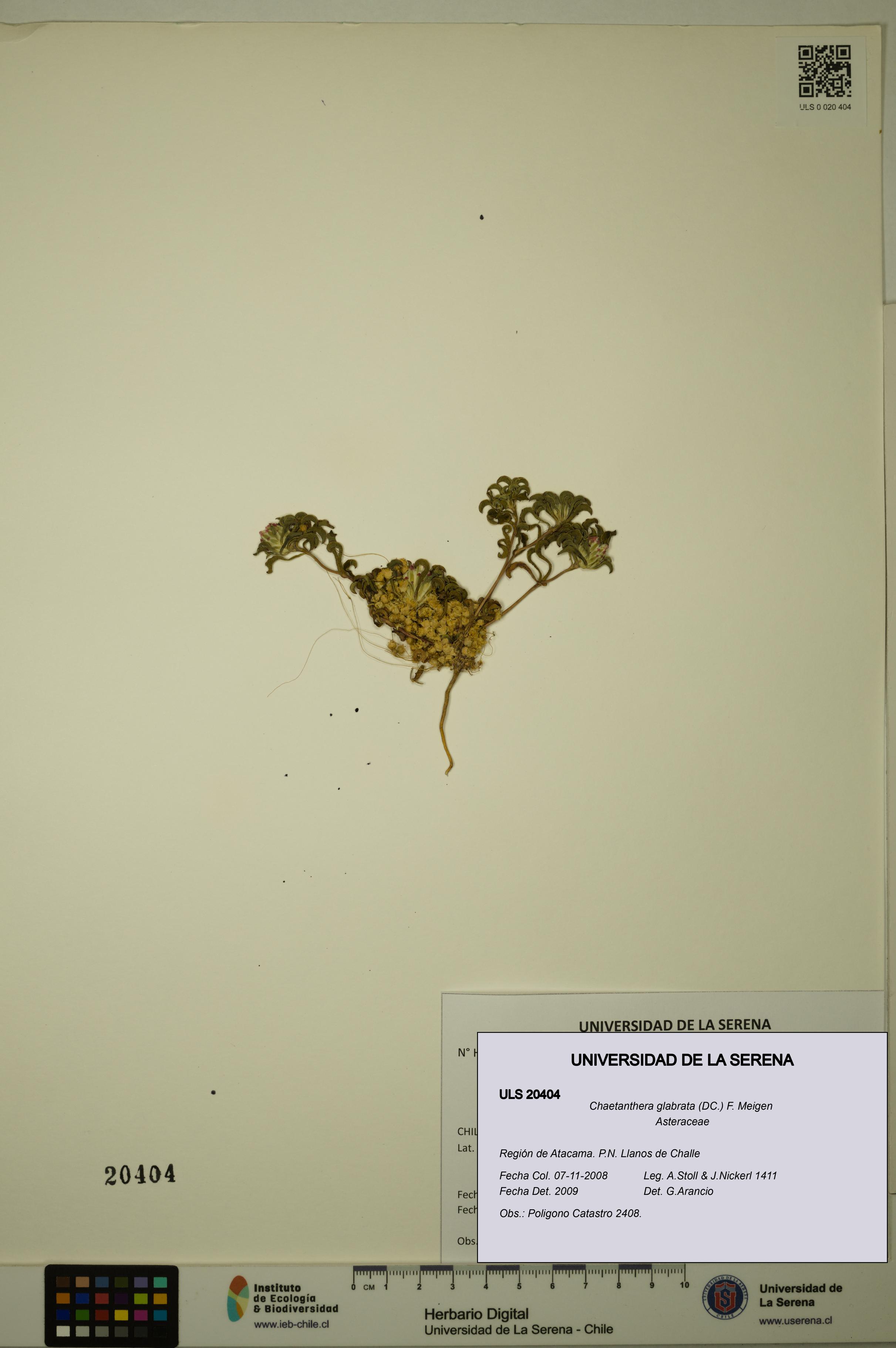 Chaetanthera glabrata [Espécimen: ULS:ULS:0020404]
