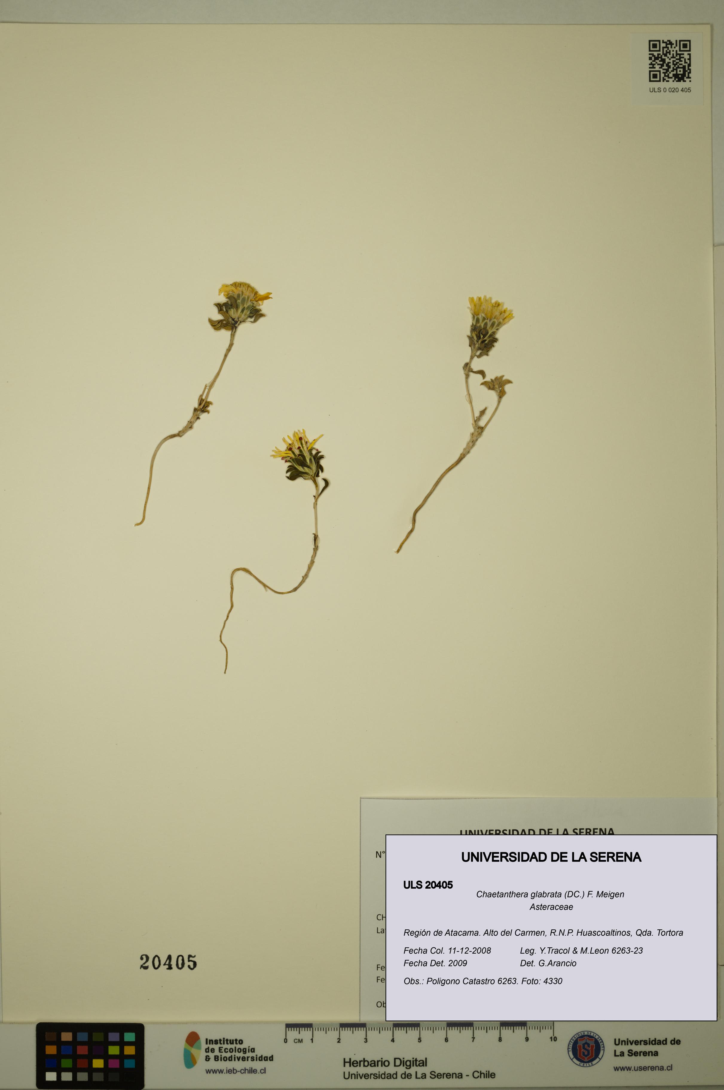 Chaetanthera glabrata [Espécimen: ULS:ULS:0020405]