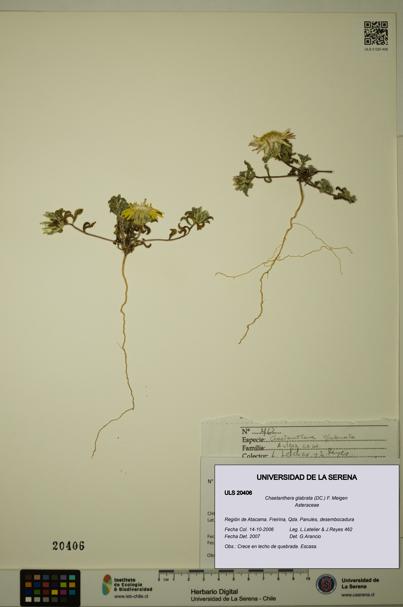 Chaetanthera glabrata [Espécimen: ULS:ULS:0020406]