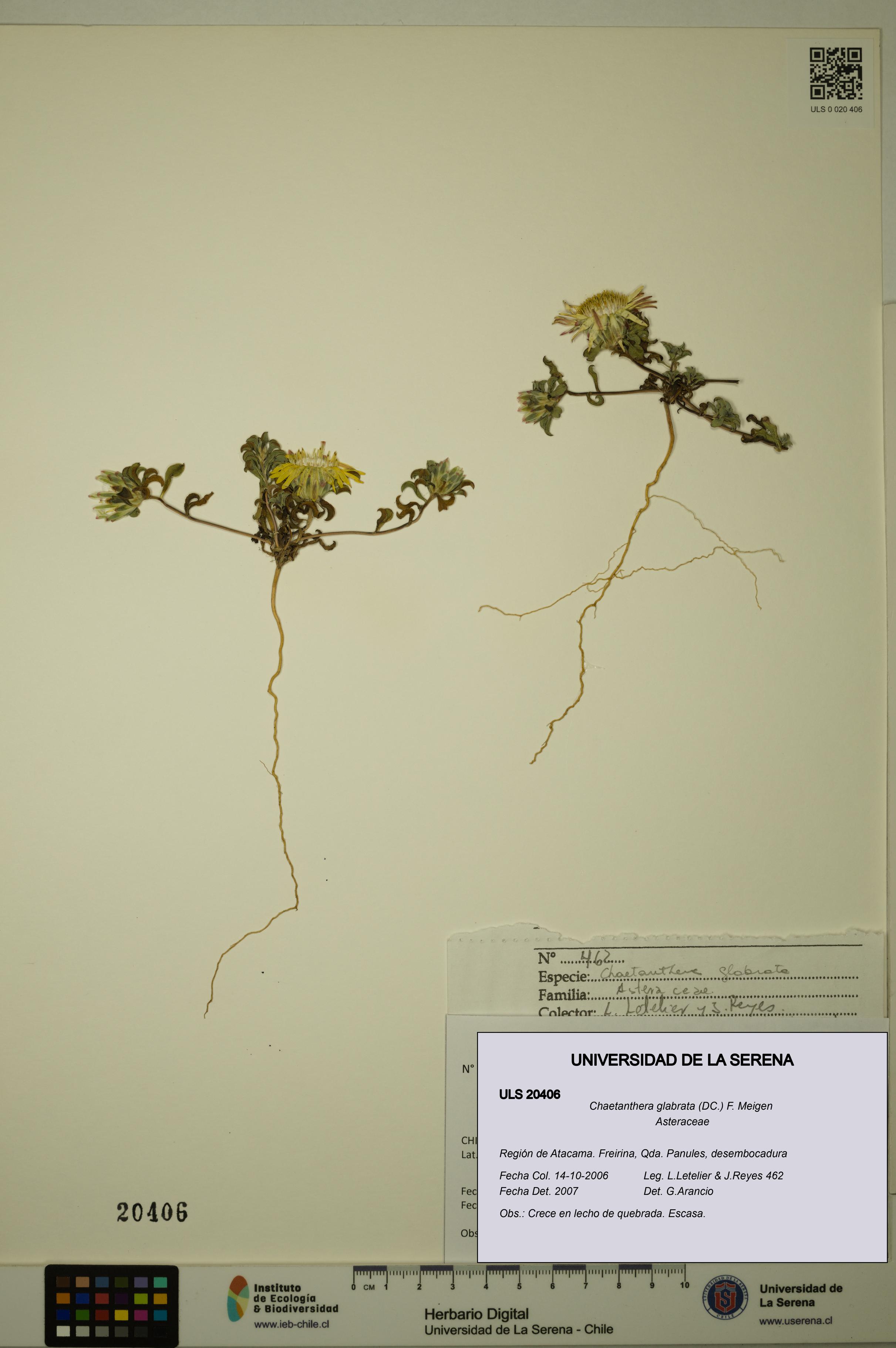 Chaetanthera glabrata [Espécimen: ULS:ULS:0020406]