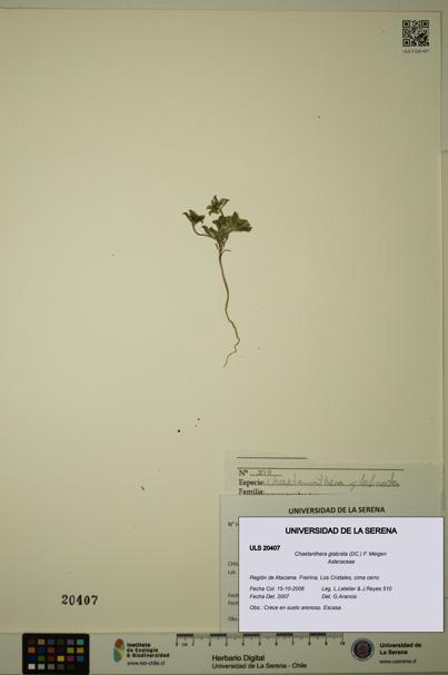 Chaetanthera glabrata [Espécimen: ULS:ULS:0020407]