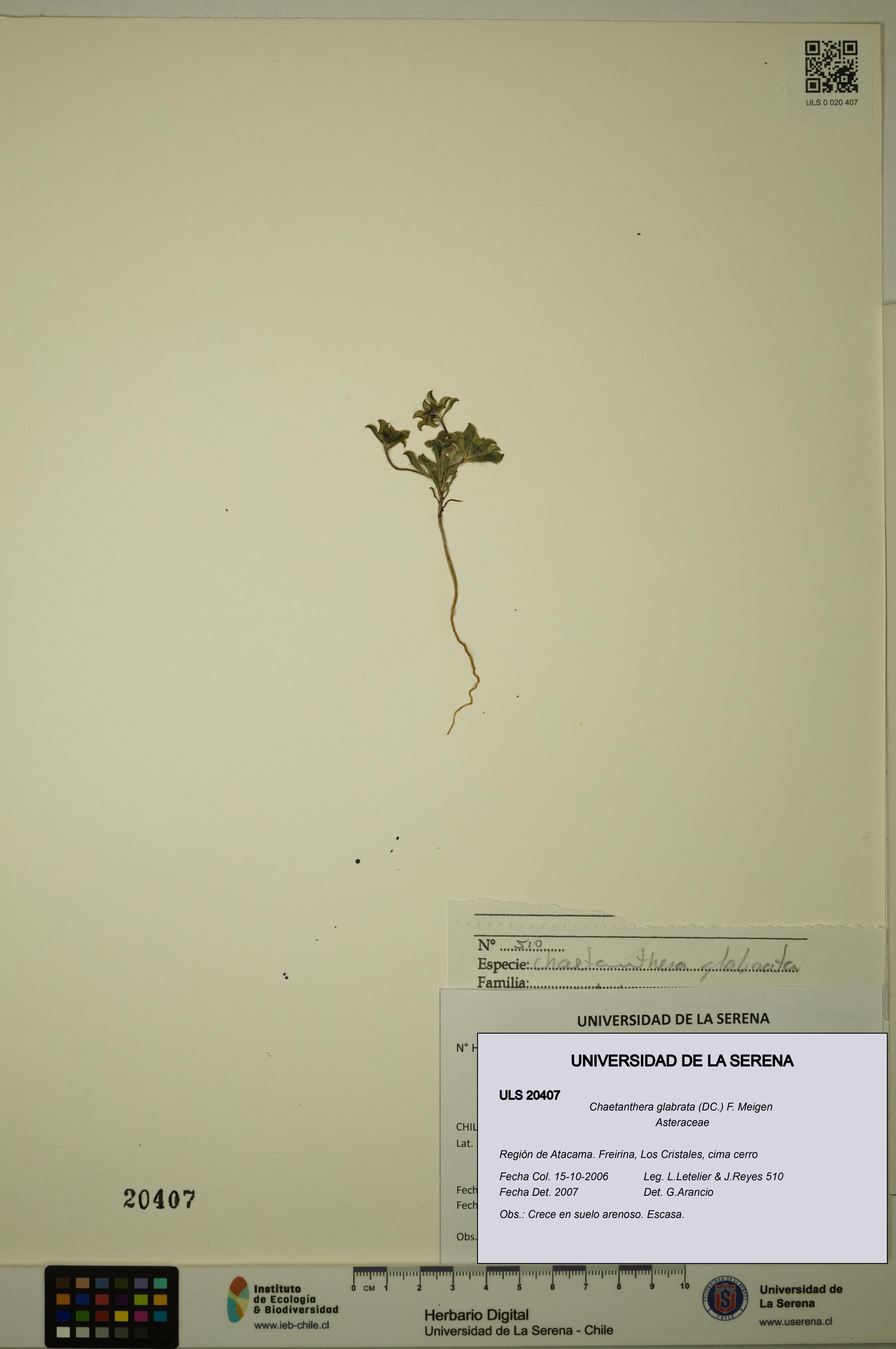 Chaetanthera glabrata [Espécimen: ULS:ULS:0020407]
