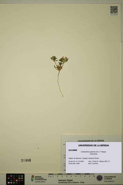 Chaetanthera glabrata [Espécimen: ULS:ULS:0020408]