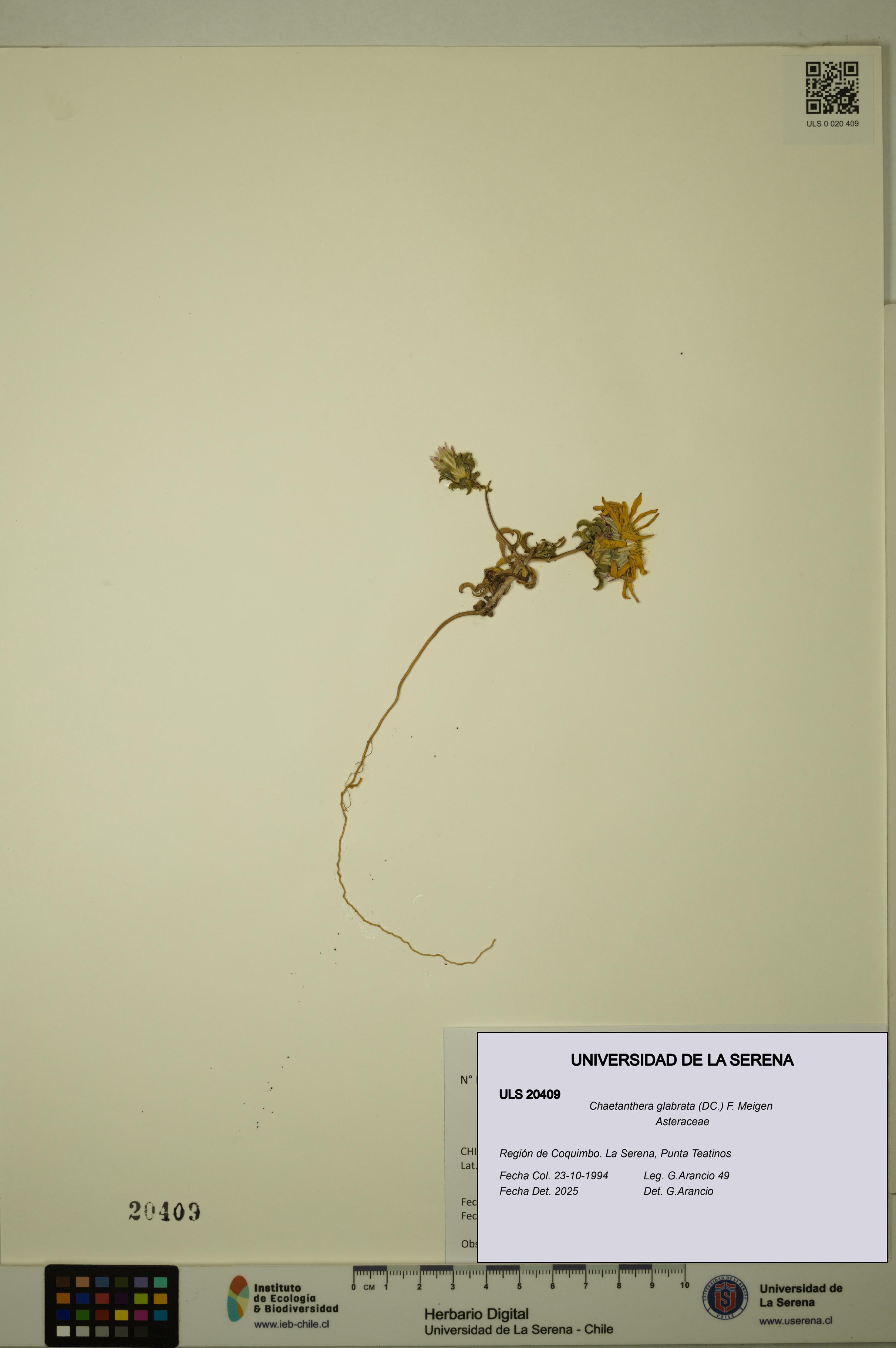 Chaetanthera glabrata [Espécimen: ULS:ULS:0020409]