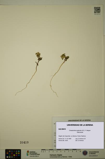 Chaetanthera glabrata [Espécimen: ULS:ULS:0020410]