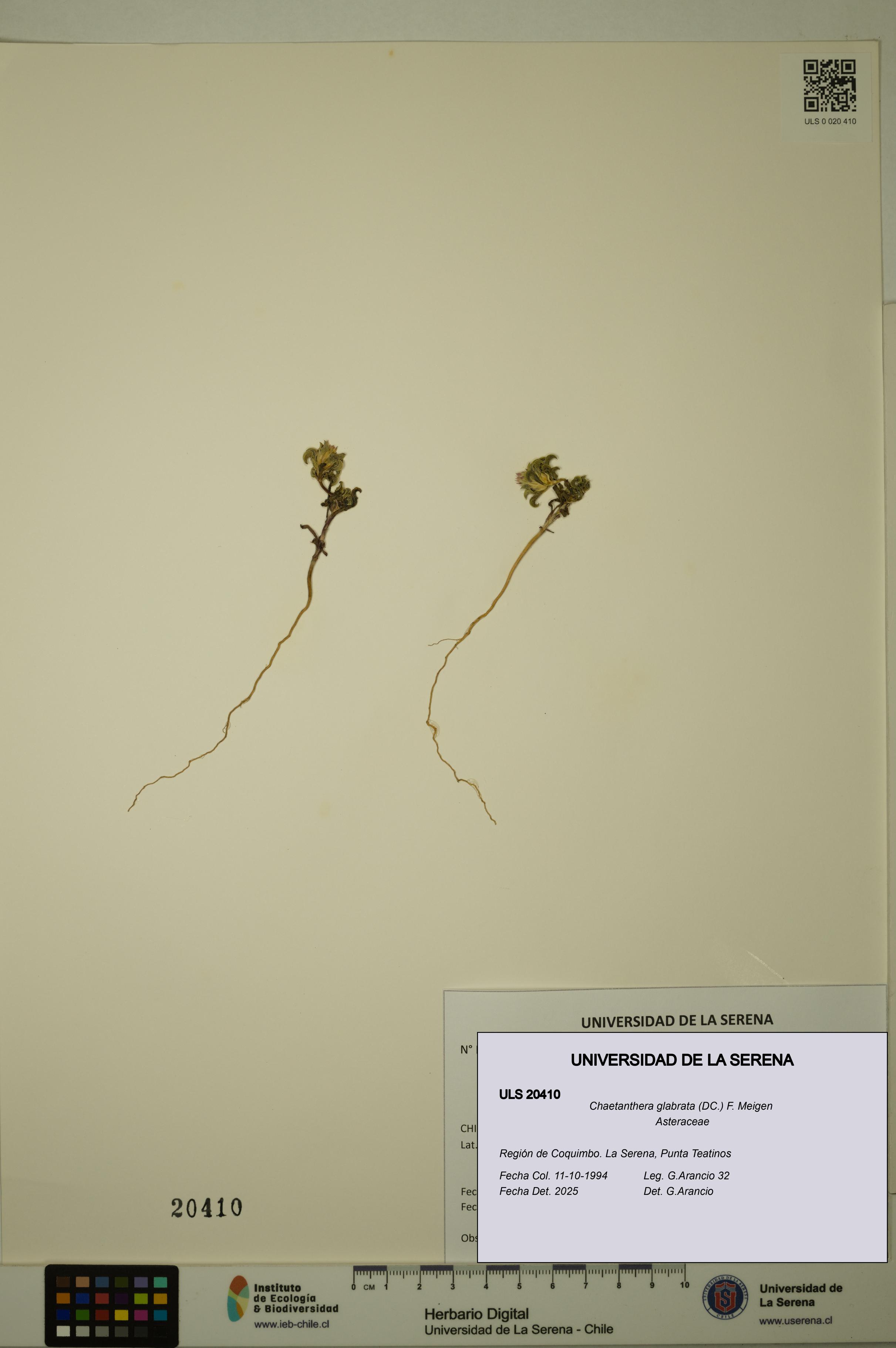 Chaetanthera glabrata [Espécimen: ULS:ULS:0020410]