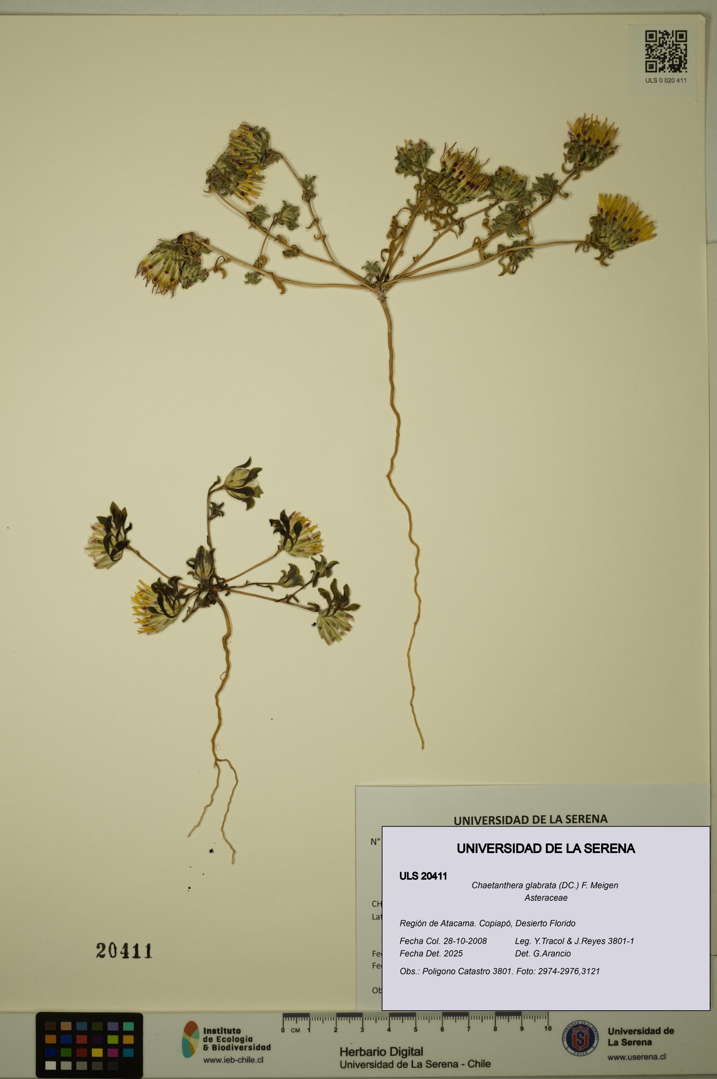 Chaetanthera glabrata [Espécimen: ULS:ULS:0020411]