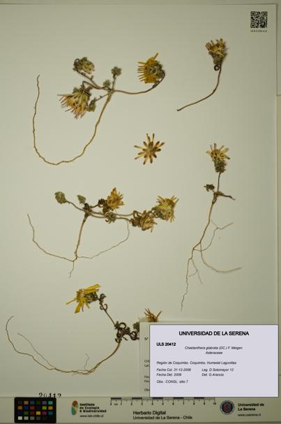 Chaetanthera glabrata [Espécimen: ULS:ULS:0020412]