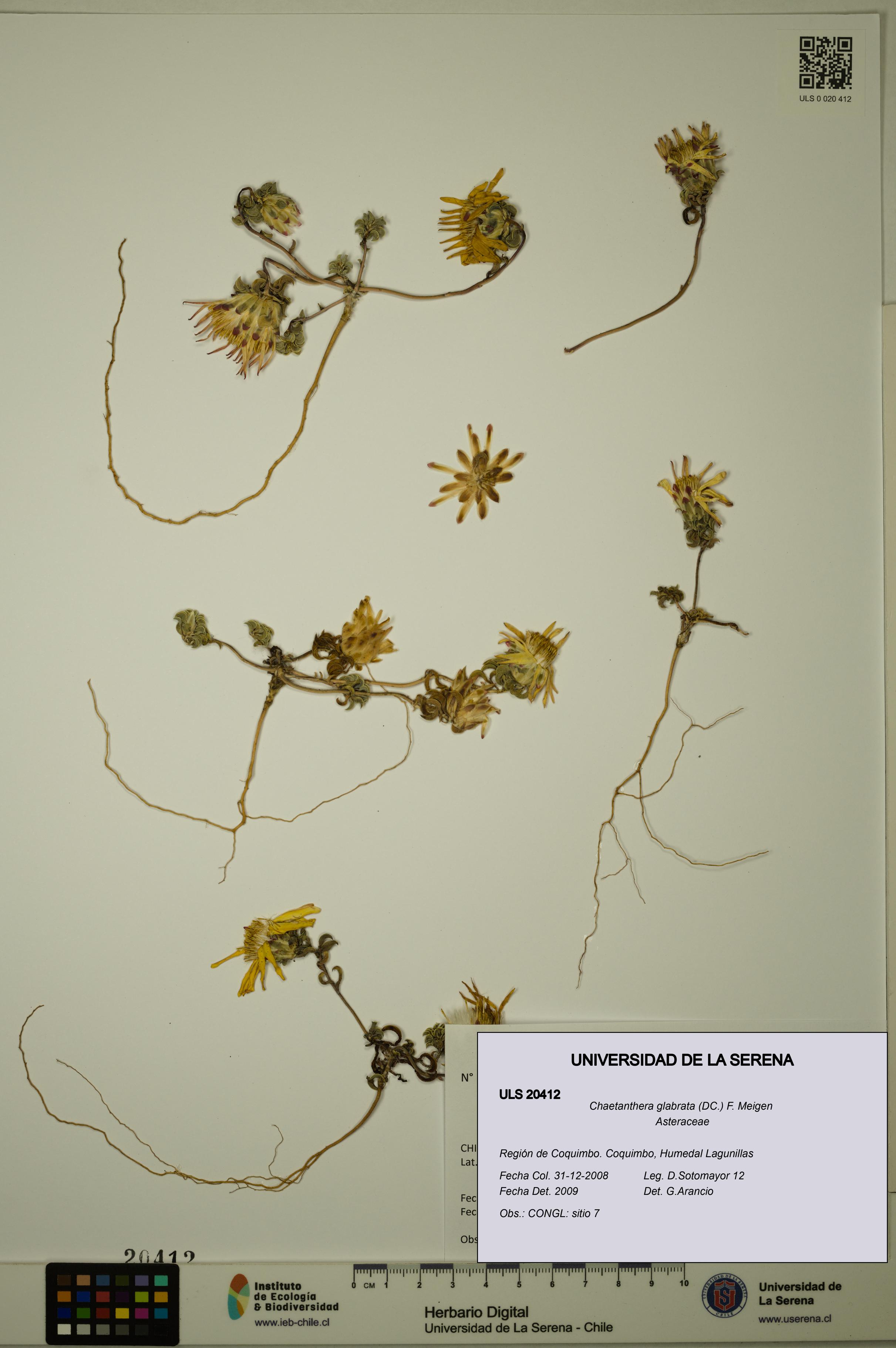 Chaetanthera glabrata [Espécimen: ULS:ULS:0020412]
