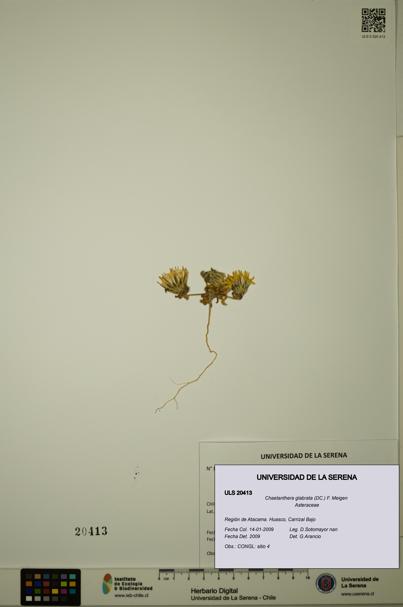 Chaetanthera glabrata [Espécimen: ULS:ULS:0020413]