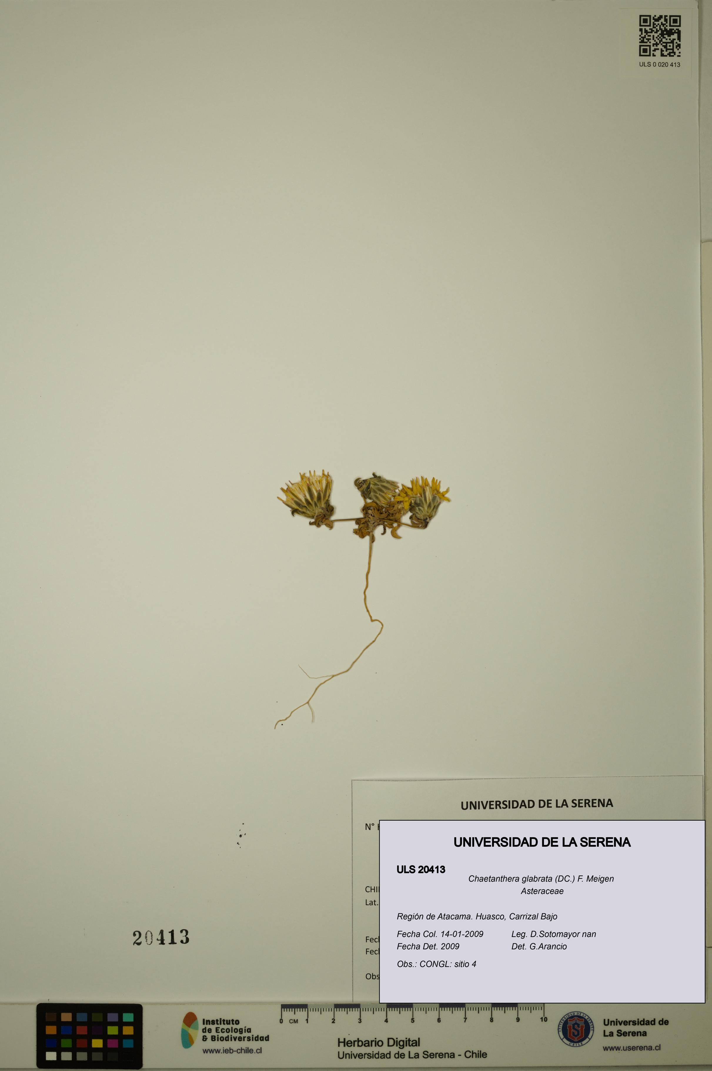Chaetanthera glabrata [Espécimen: ULS:ULS:0020413]