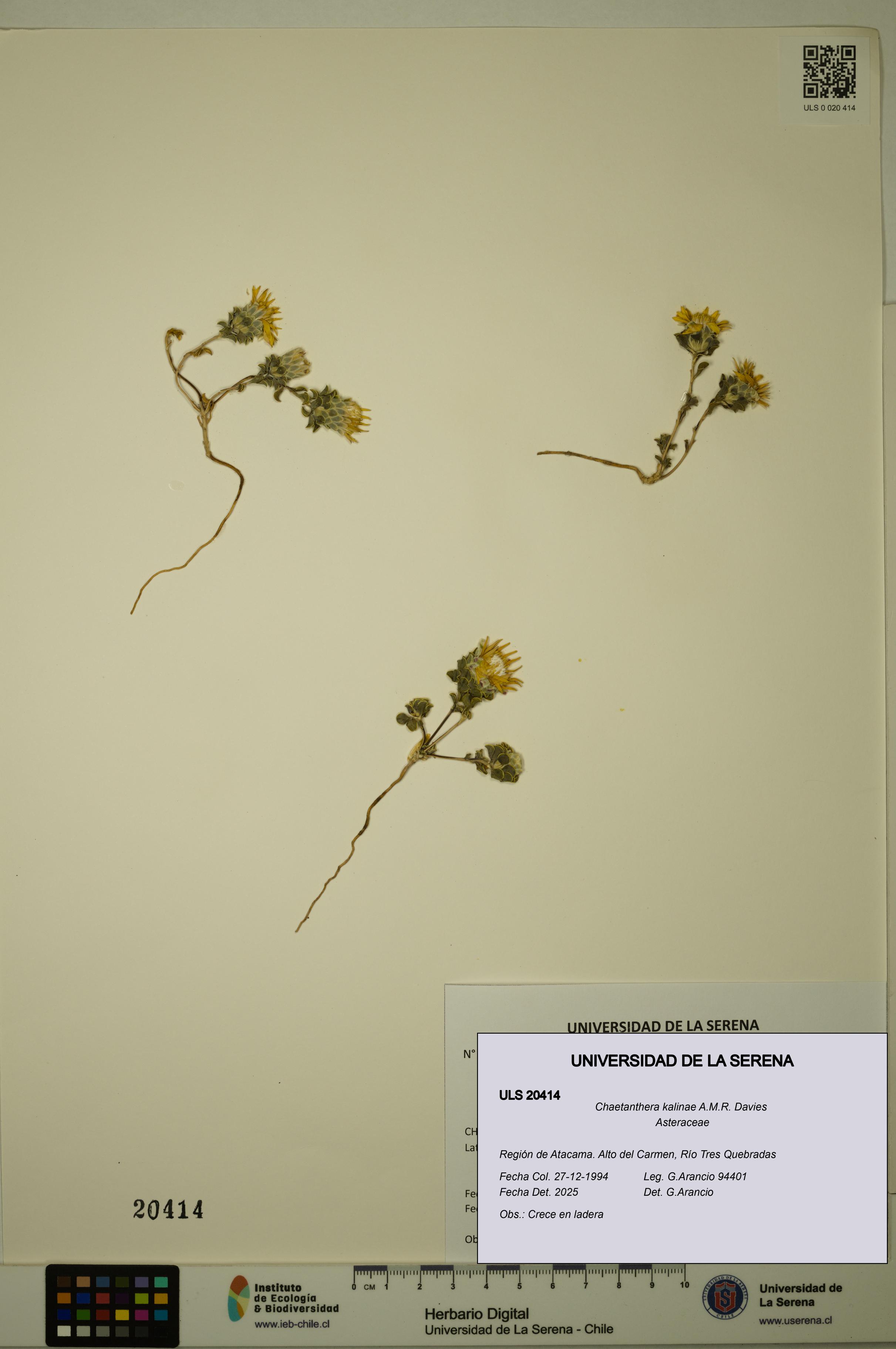 Chaetanthera kalinae [Espécimen: ULS:ULS:0020414]