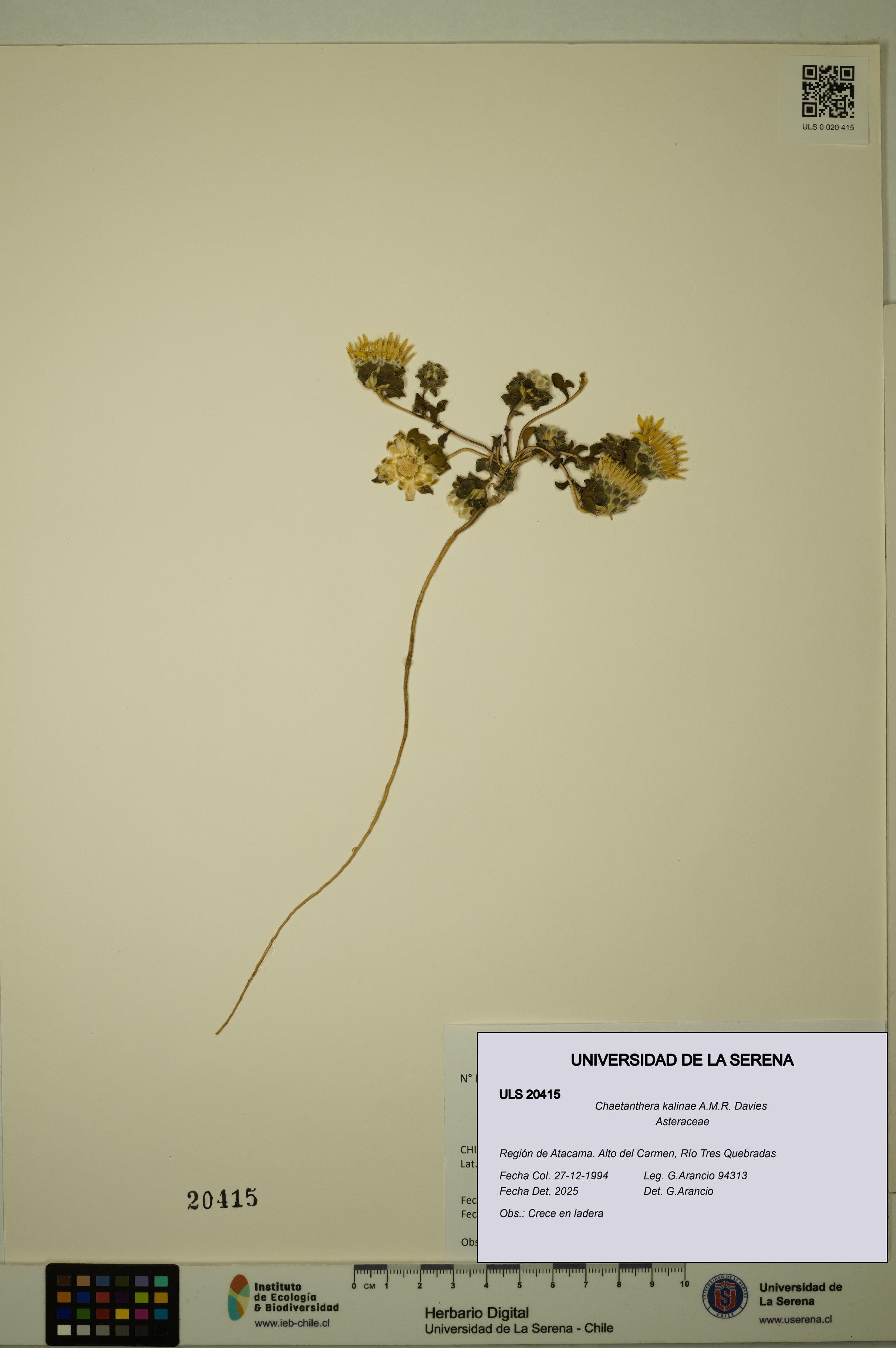 Chaetanthera kalinae [Espécimen: ULS:ULS:0020415]