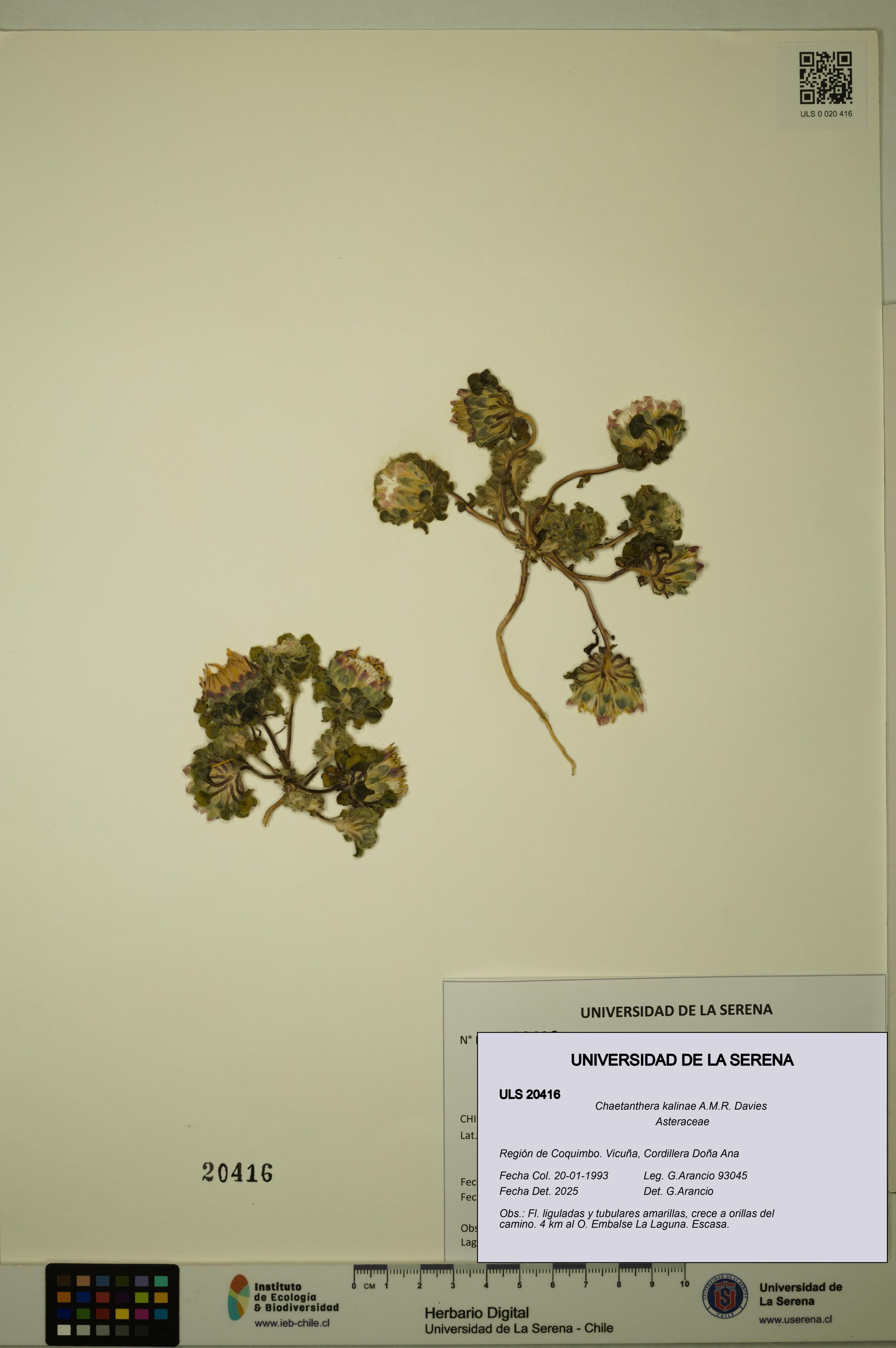 Chaetanthera kalinae [Espécimen: ULS:ULS:0020416]