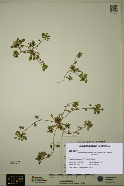 Chaetanthera schroederi [Espécimen: ULS:ULS:0020417]