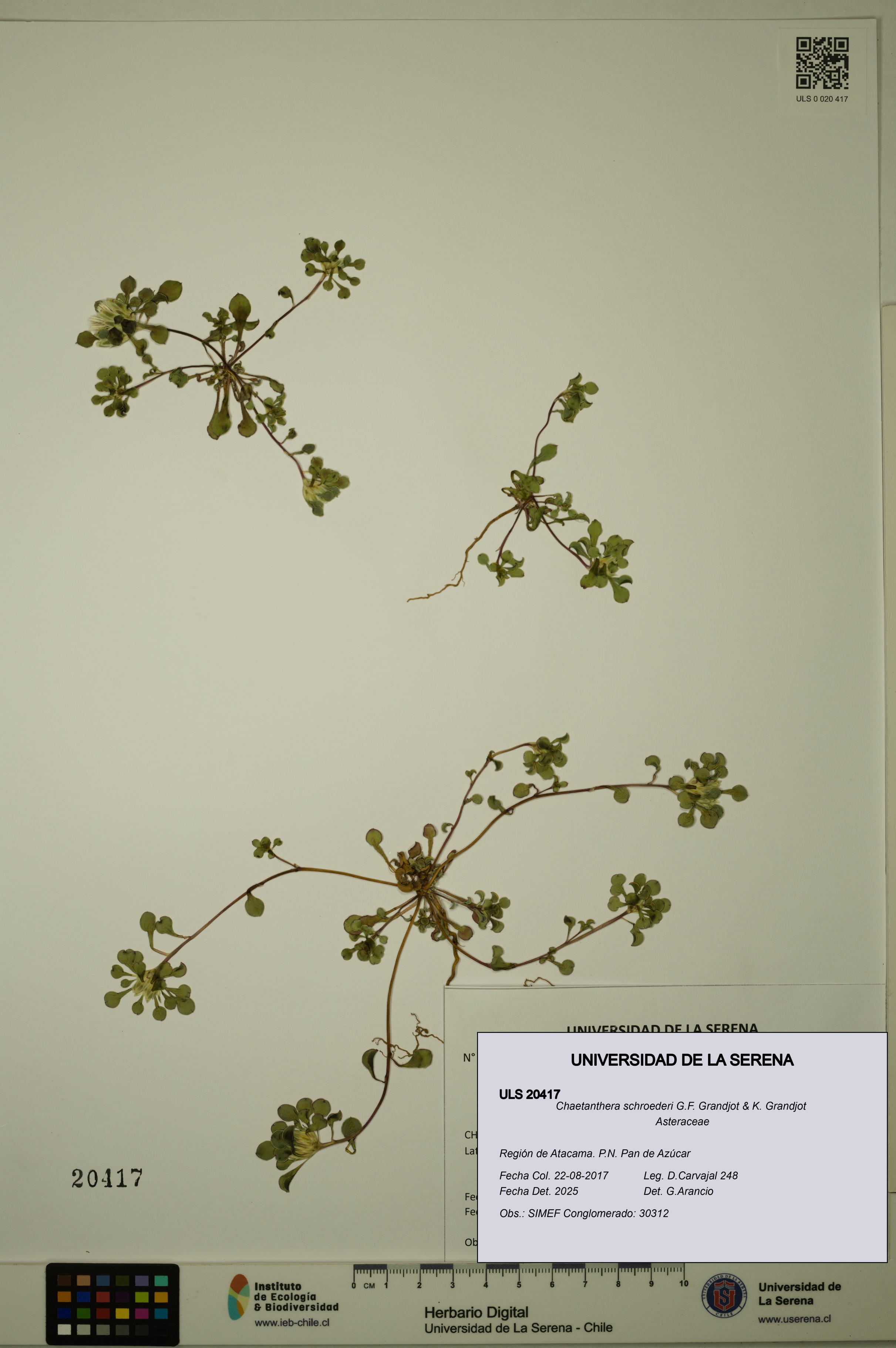 Chaetanthera schroederi [Espécimen: ULS:ULS:0020417]