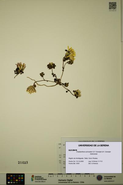 Chaetanthera schroederi [Espécimen: ULS:ULS:0020418]