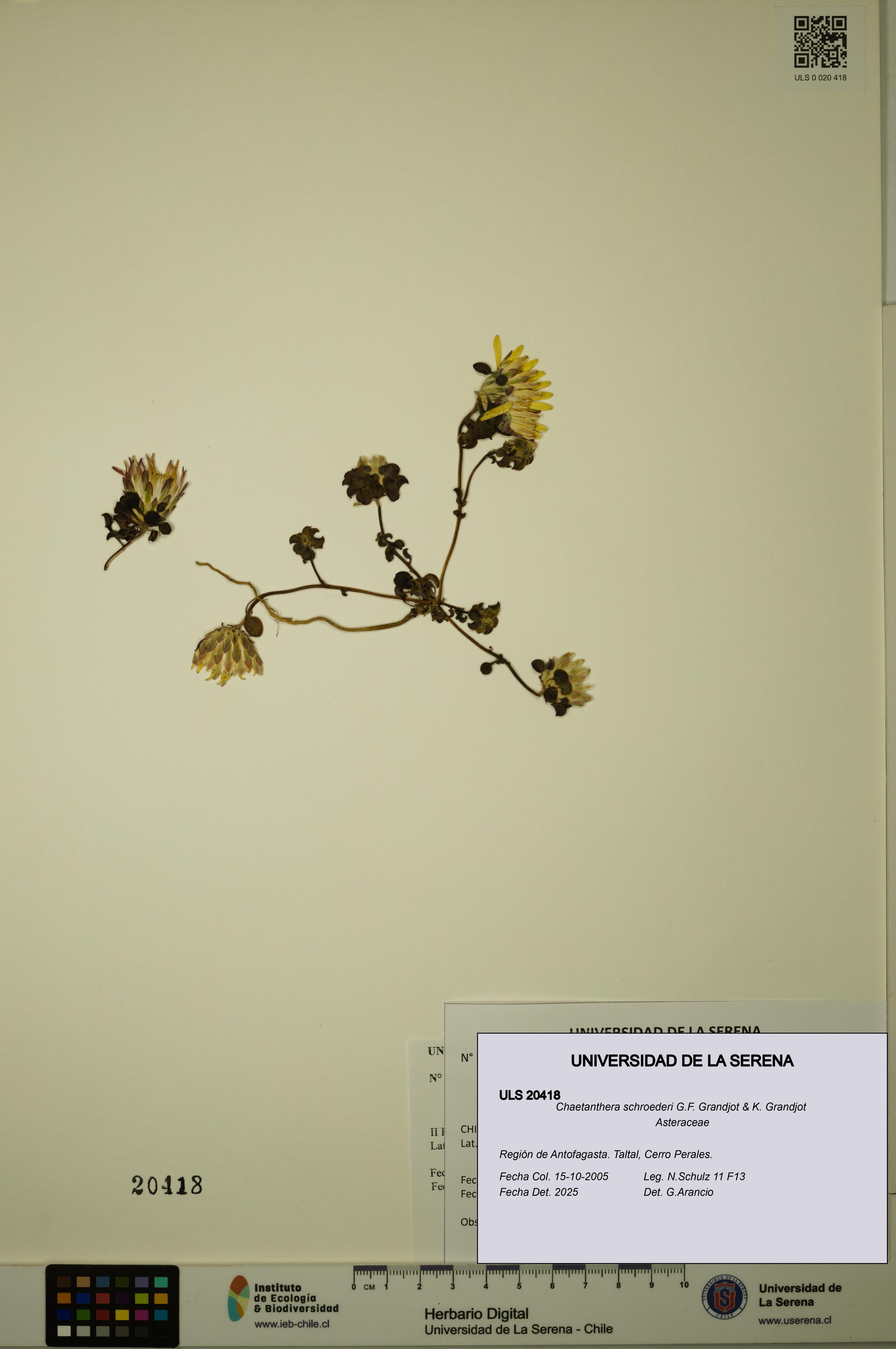 Chaetanthera schroederi [Espécimen: ULS:ULS:0020418]