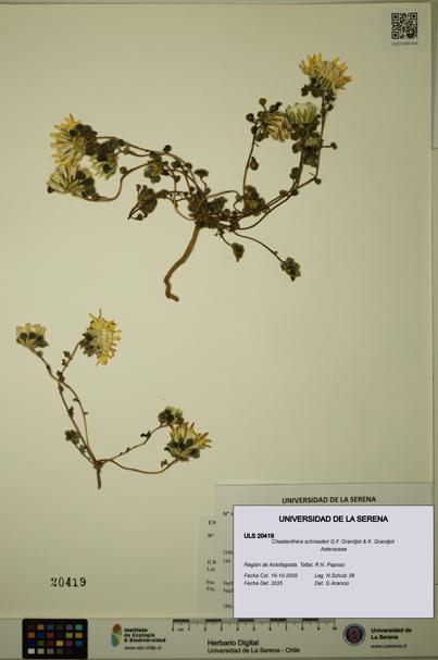 Chaetanthera schroederi [Espécimen: ULS:ULS:0020419]