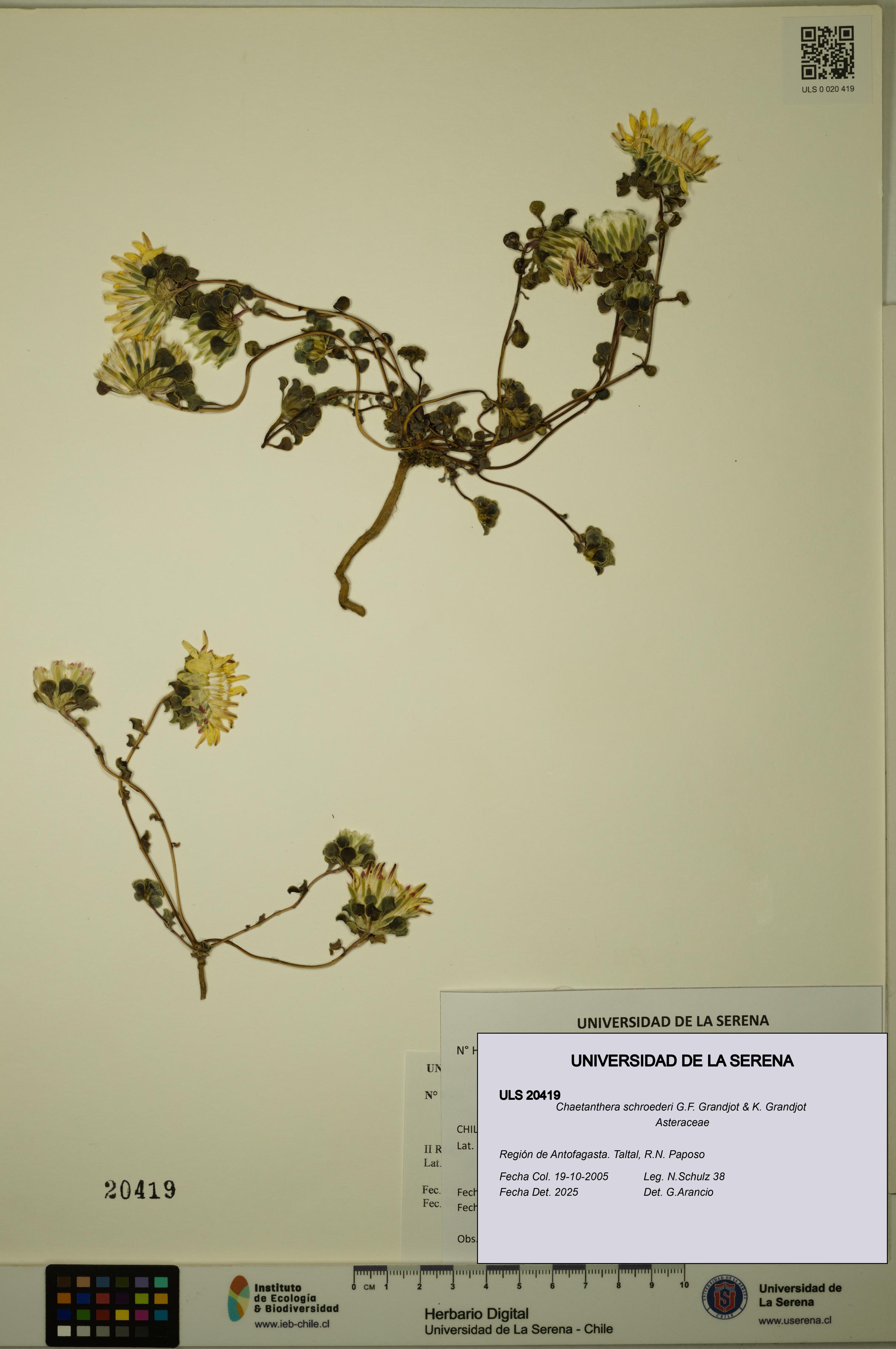Chaetanthera schroederi [Espécimen: ULS:ULS:0020419]