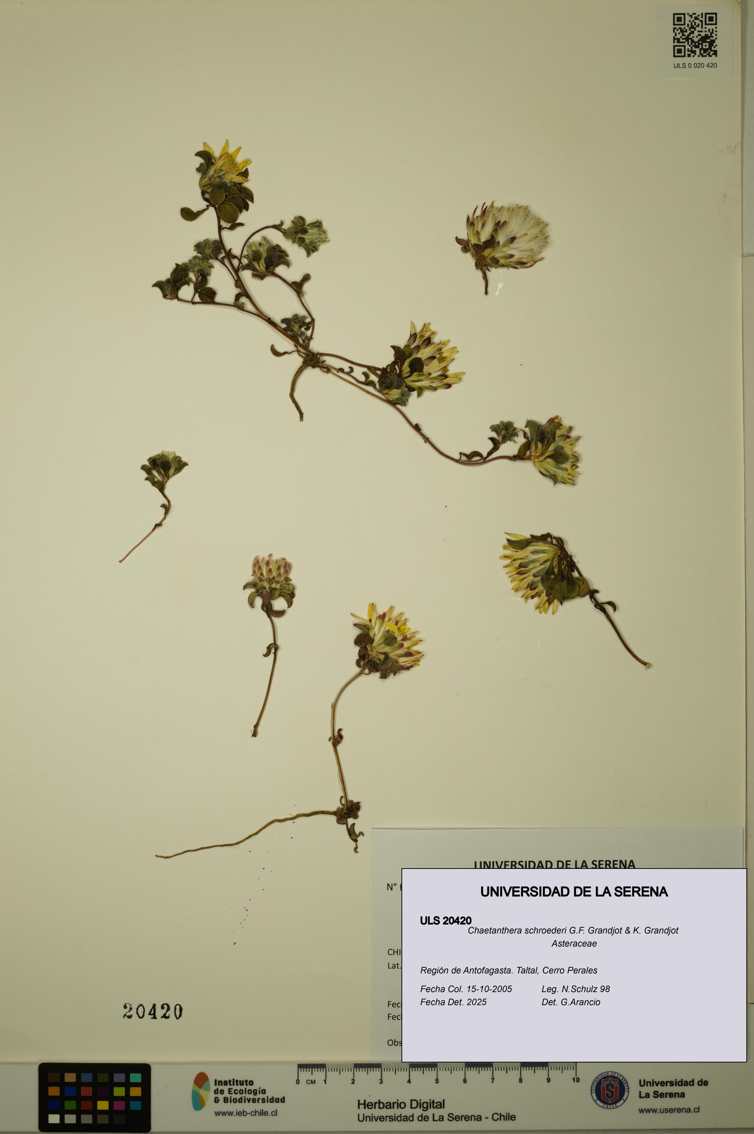 Chaetanthera schroederi [Espécimen: ULS:ULS:0020420]