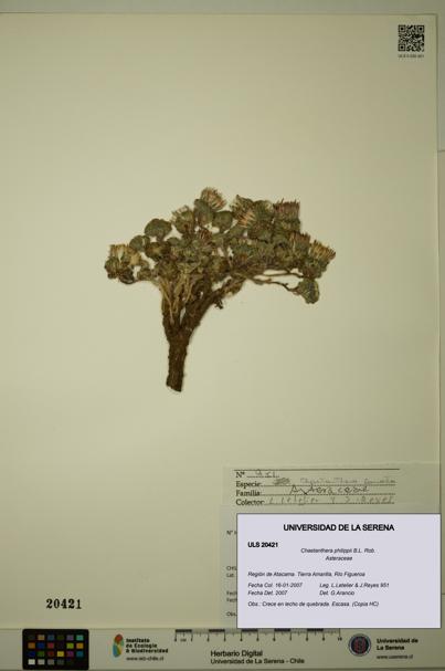 Chaetanthera philippii [Espécimen: ULS:ULS:0020421]