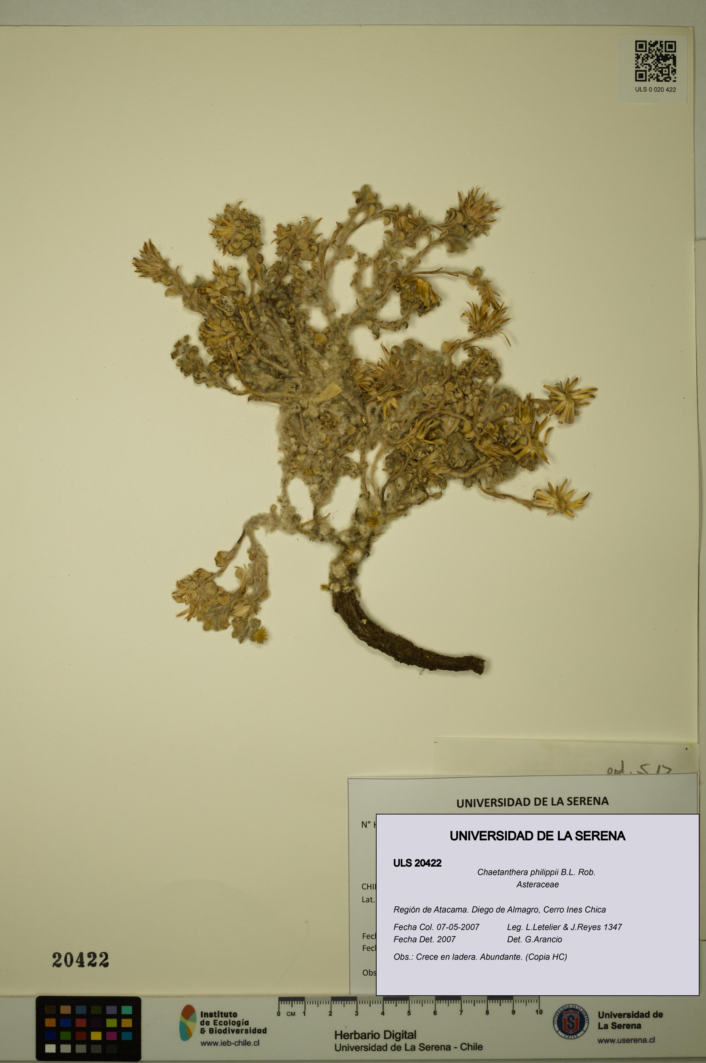 Chaetanthera philippii [Espécimen: ULS:ULS:0020422]