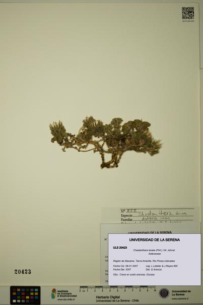 Chaetanthera lanata [Espécimen: ULS:ULS:0020423]