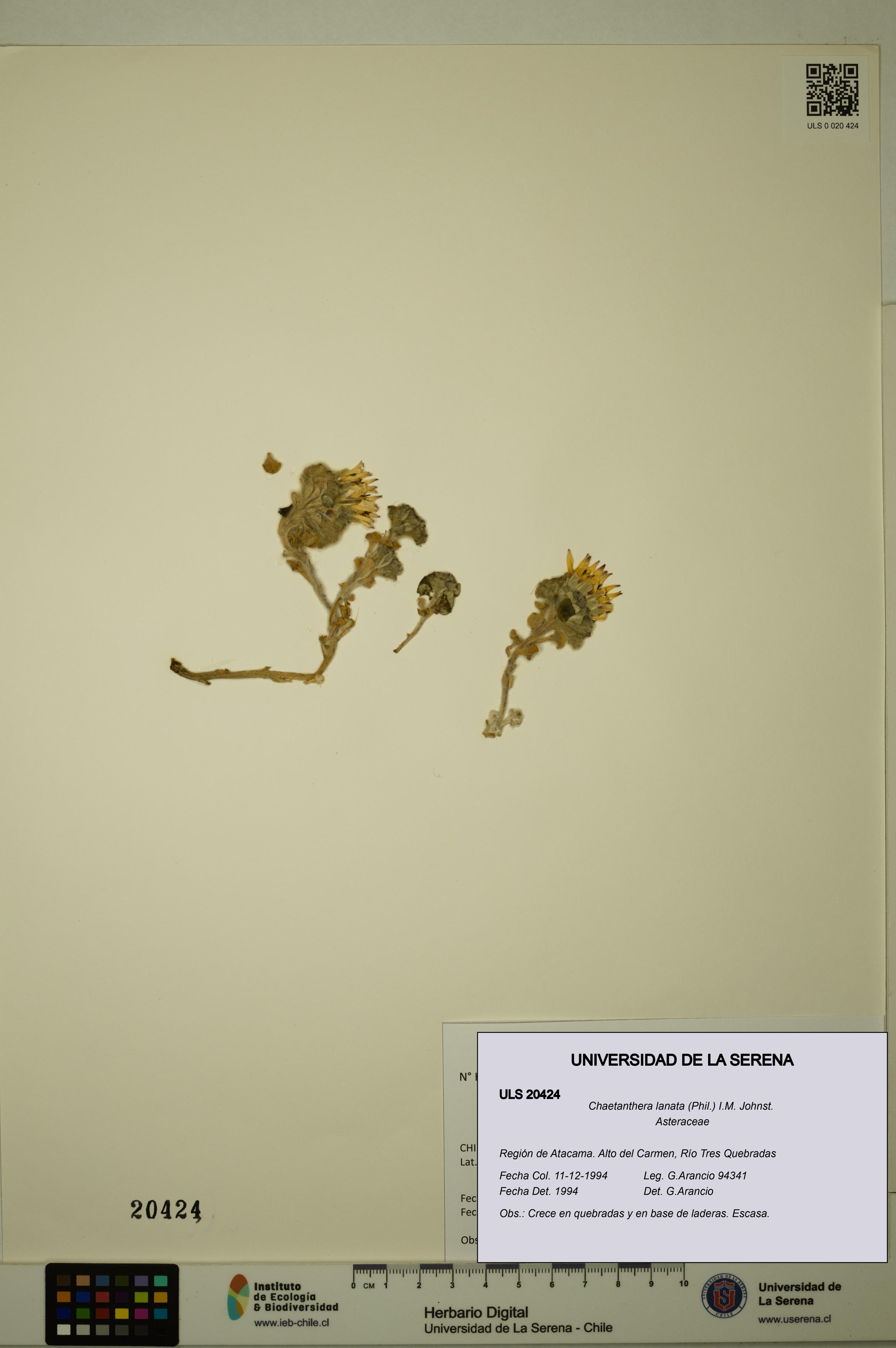 Chaetanthera lanata [Espécimen: ULS:ULS:0020424]