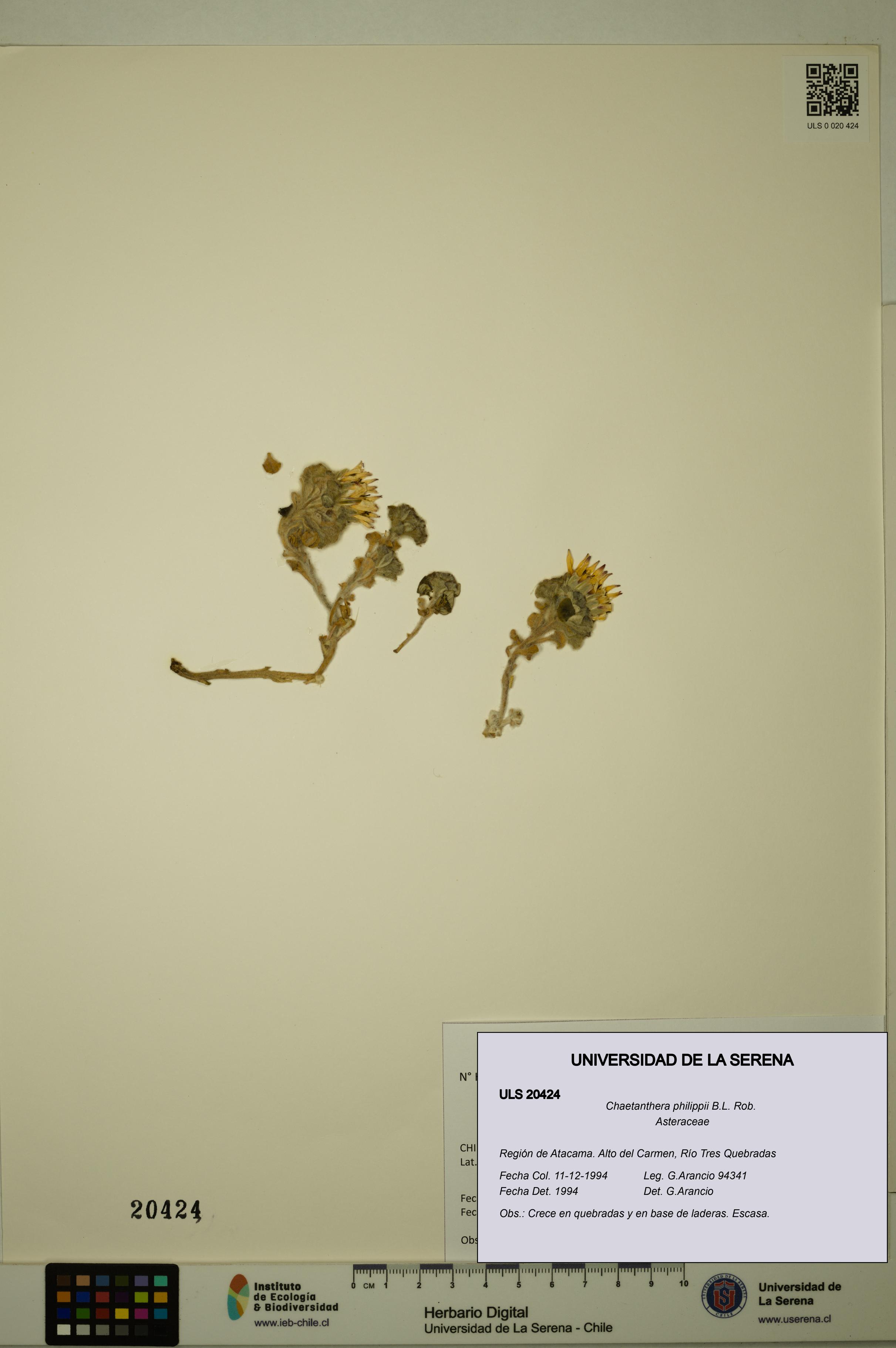 Chaetanthera philippii [Espécimen: ULS:ULS:0020424]