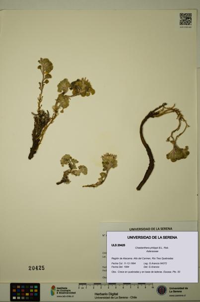 Chaetanthera philippii [Espécimen: ULS:ULS:0020425]