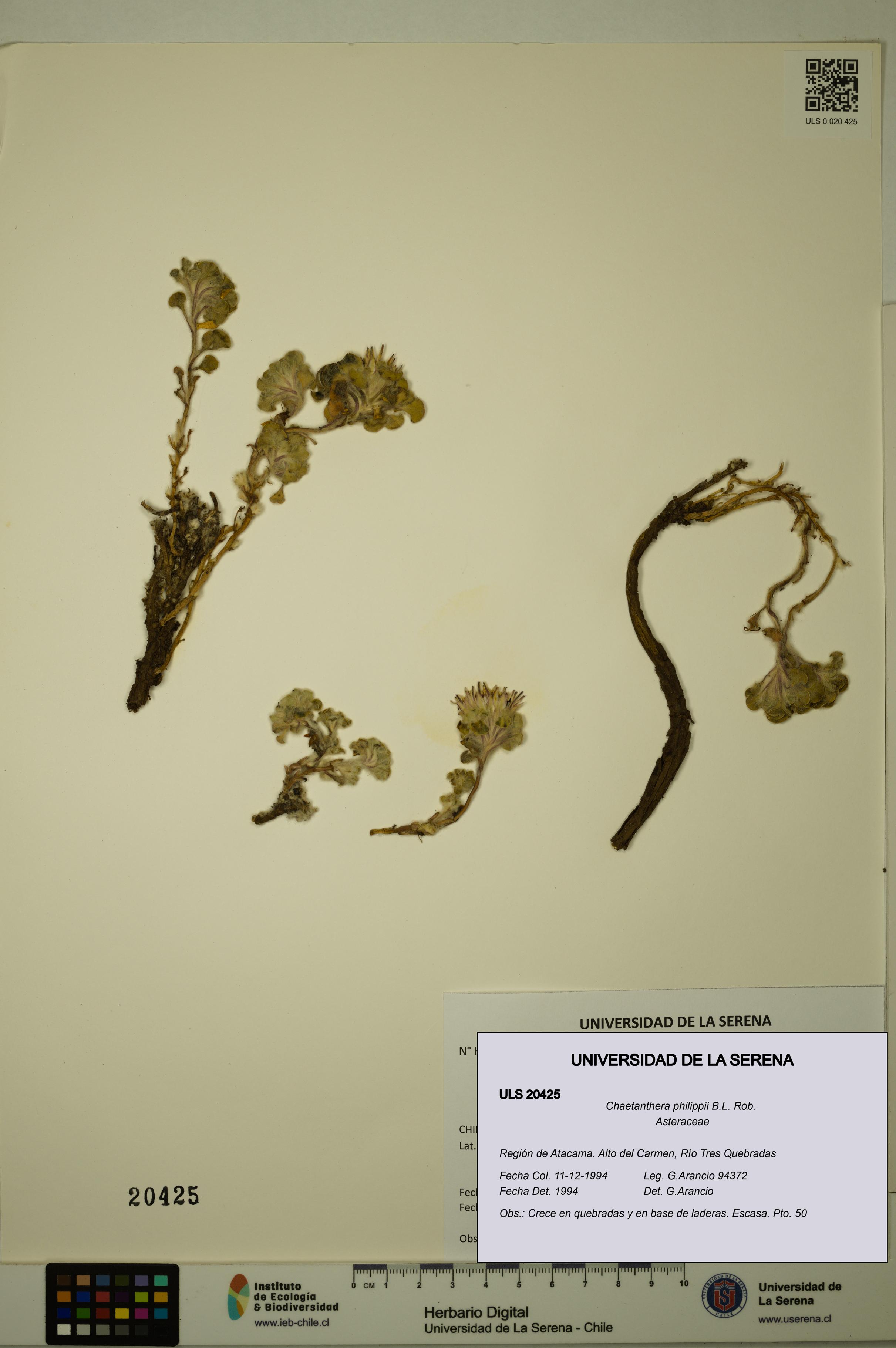 Chaetanthera philippii [Espécimen: ULS:ULS:0020425]