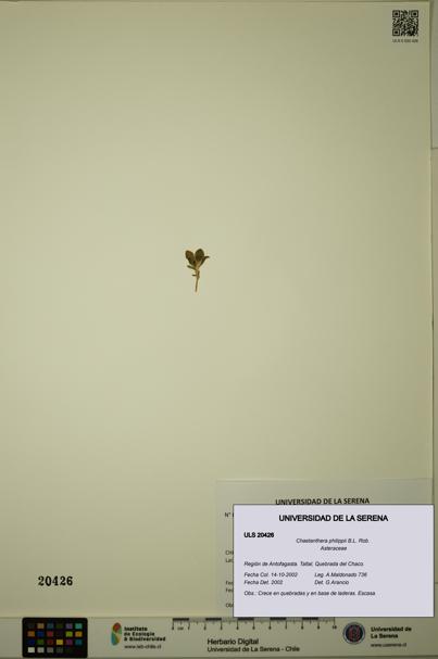 Chaetanthera philippii [Espécimen: ULS:ULS:0020426]