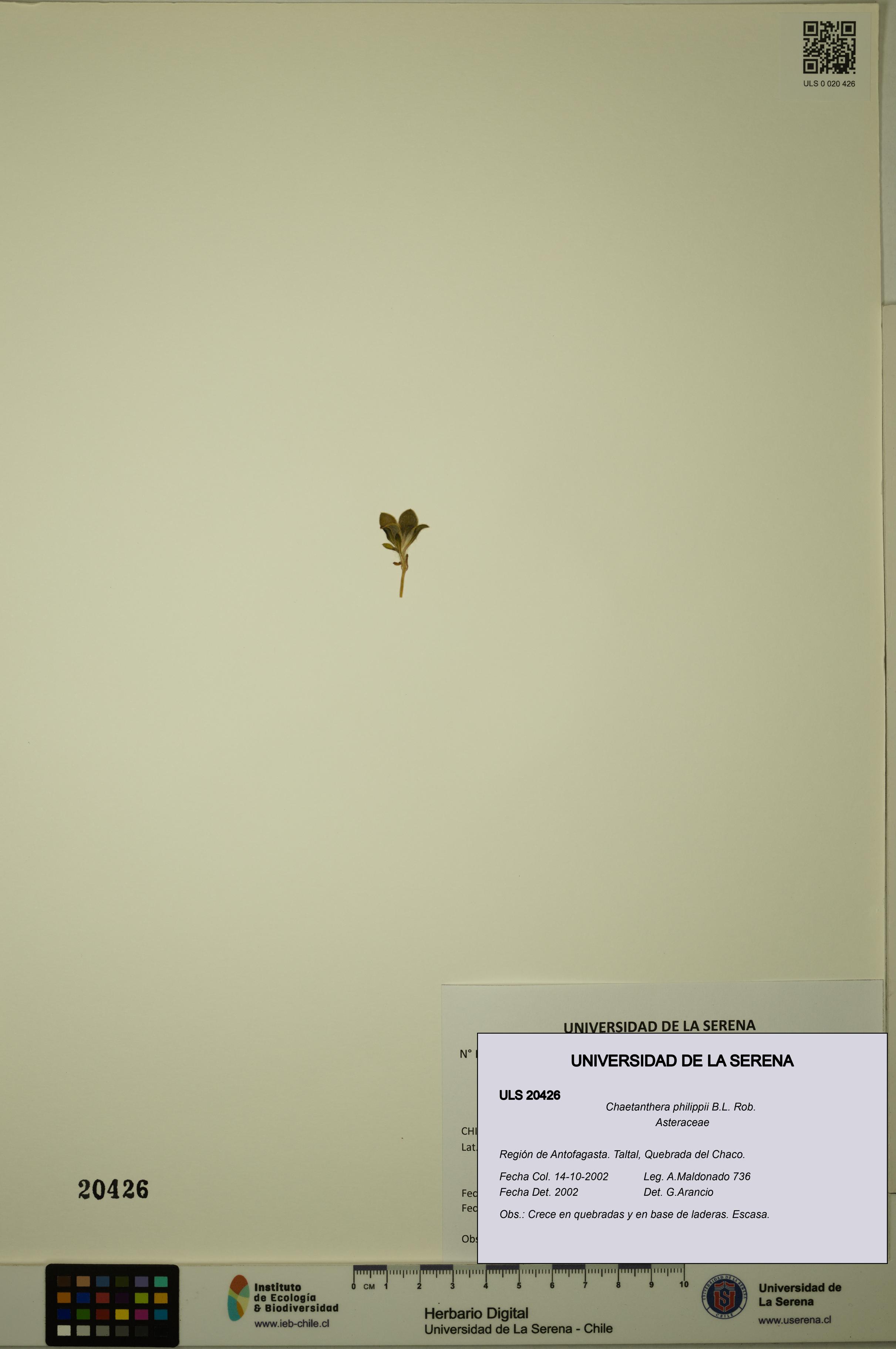 Chaetanthera philippii [Espécimen: ULS:ULS:0020426]