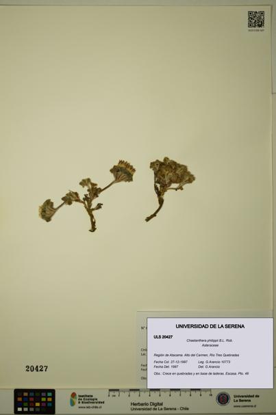 Chaetanthera philippii [Espécimen: ULS:ULS:0020427]