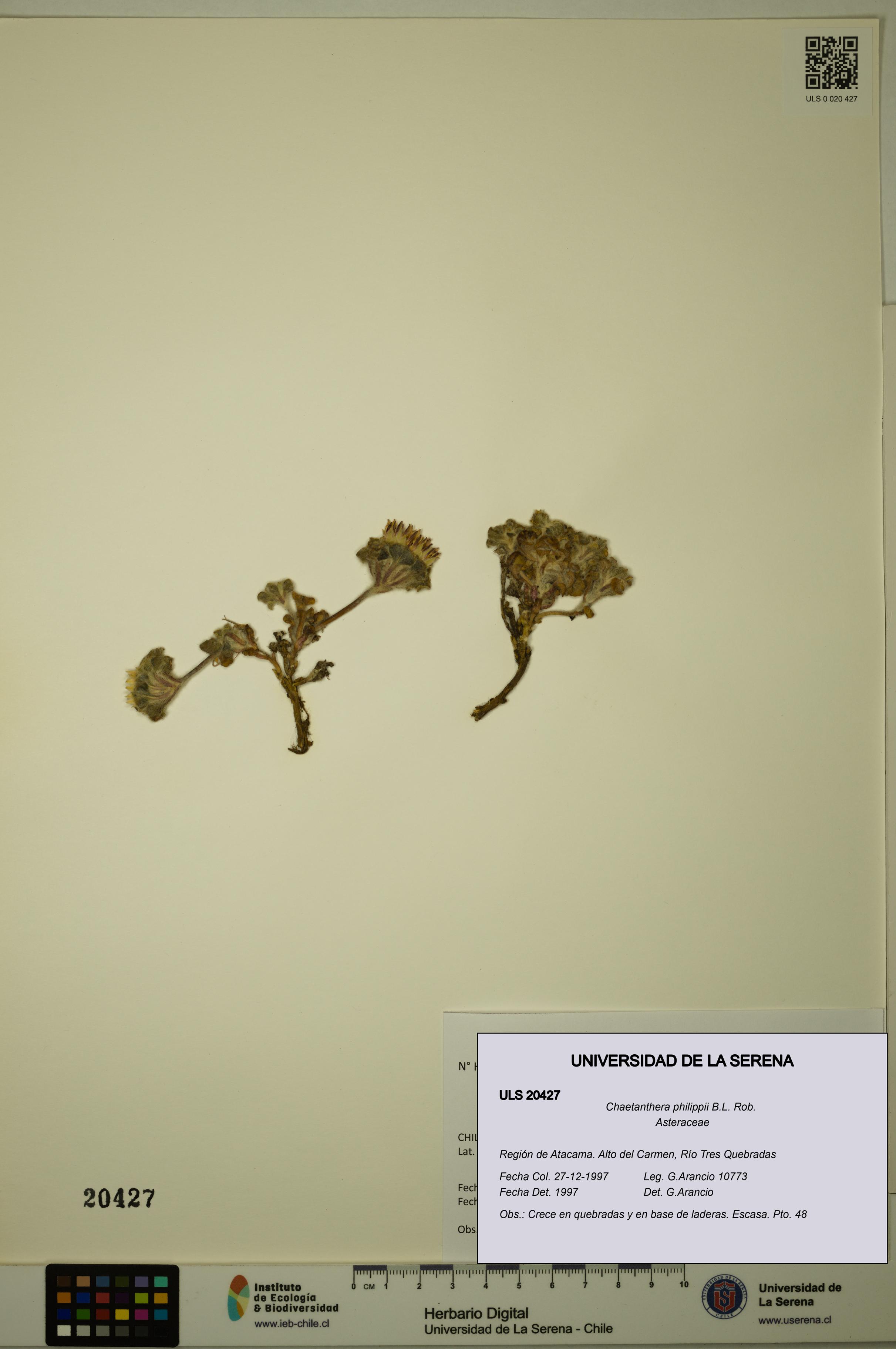 Chaetanthera philippii [Espécimen: ULS:ULS:0020427]