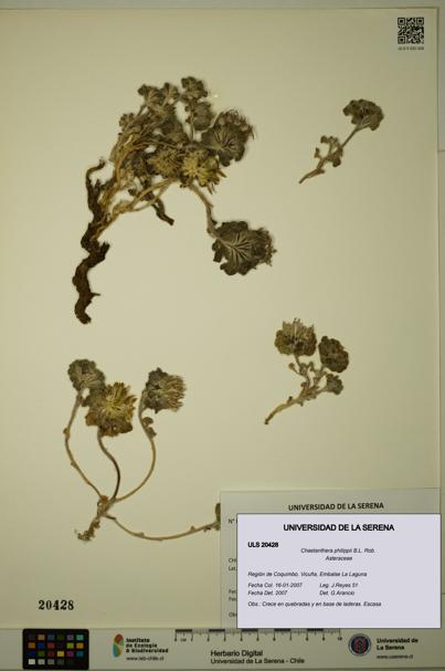 Chaetanthera philippii [Espécimen: ULS:ULS:0020428]