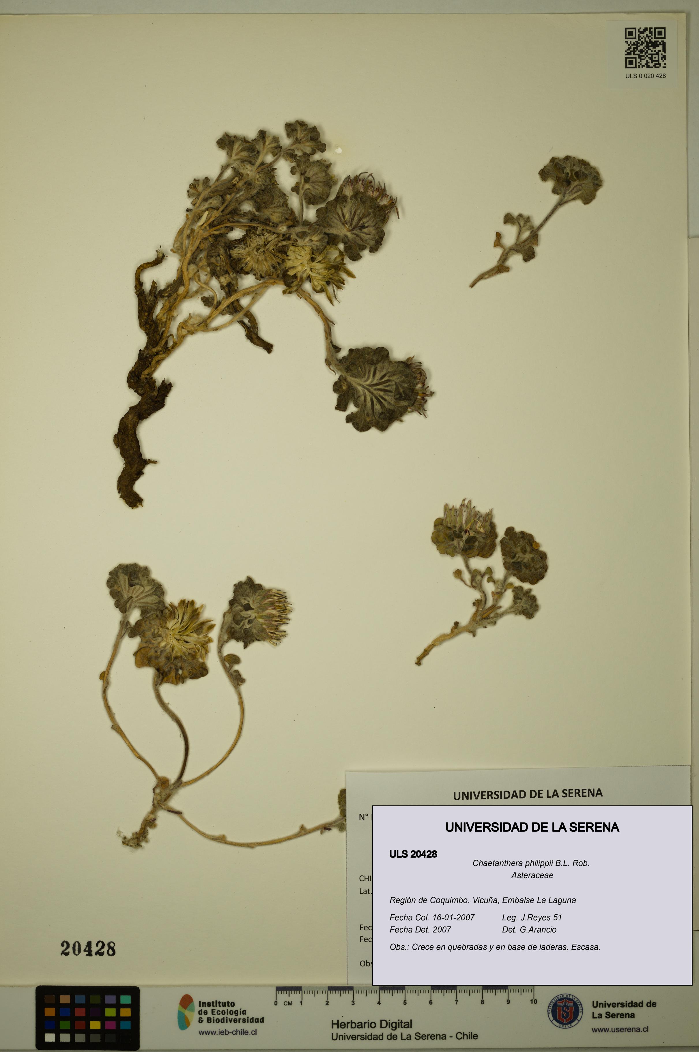 Chaetanthera philippii [Espécimen: ULS:ULS:0020428]