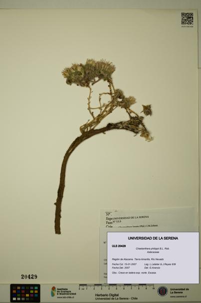 Chaetanthera philippii [Espécimen: ULS:ULS:0020429]