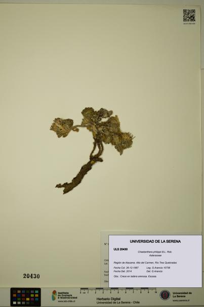 Chaetanthera philippii [Espécimen: ULS:ULS:0020430]
