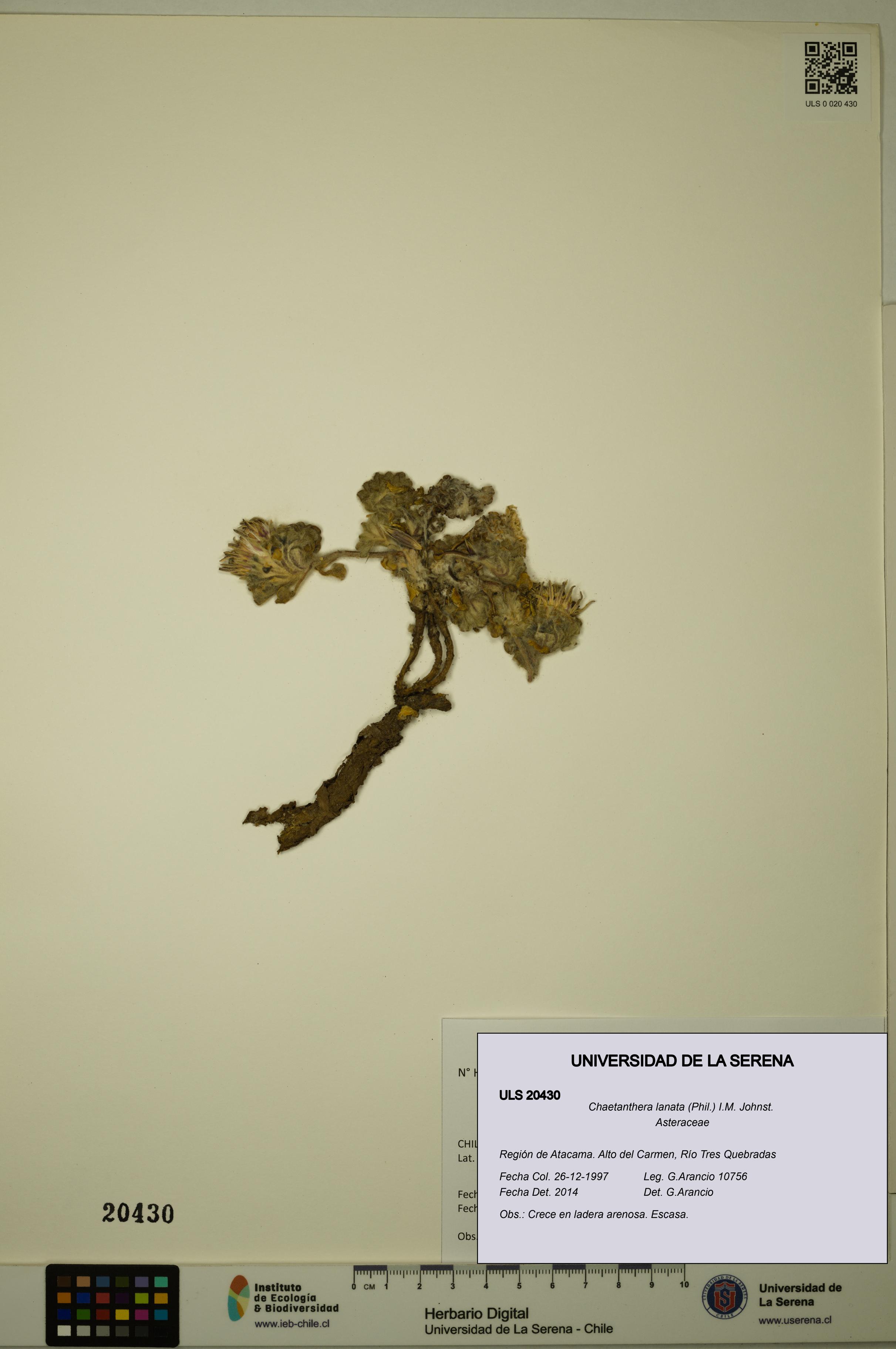 Chaetanthera lanata [Espécimen: ULS:ULS:0020430]