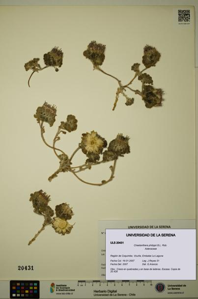 Chaetanthera philippii [Espécimen: ULS:ULS:0020431]