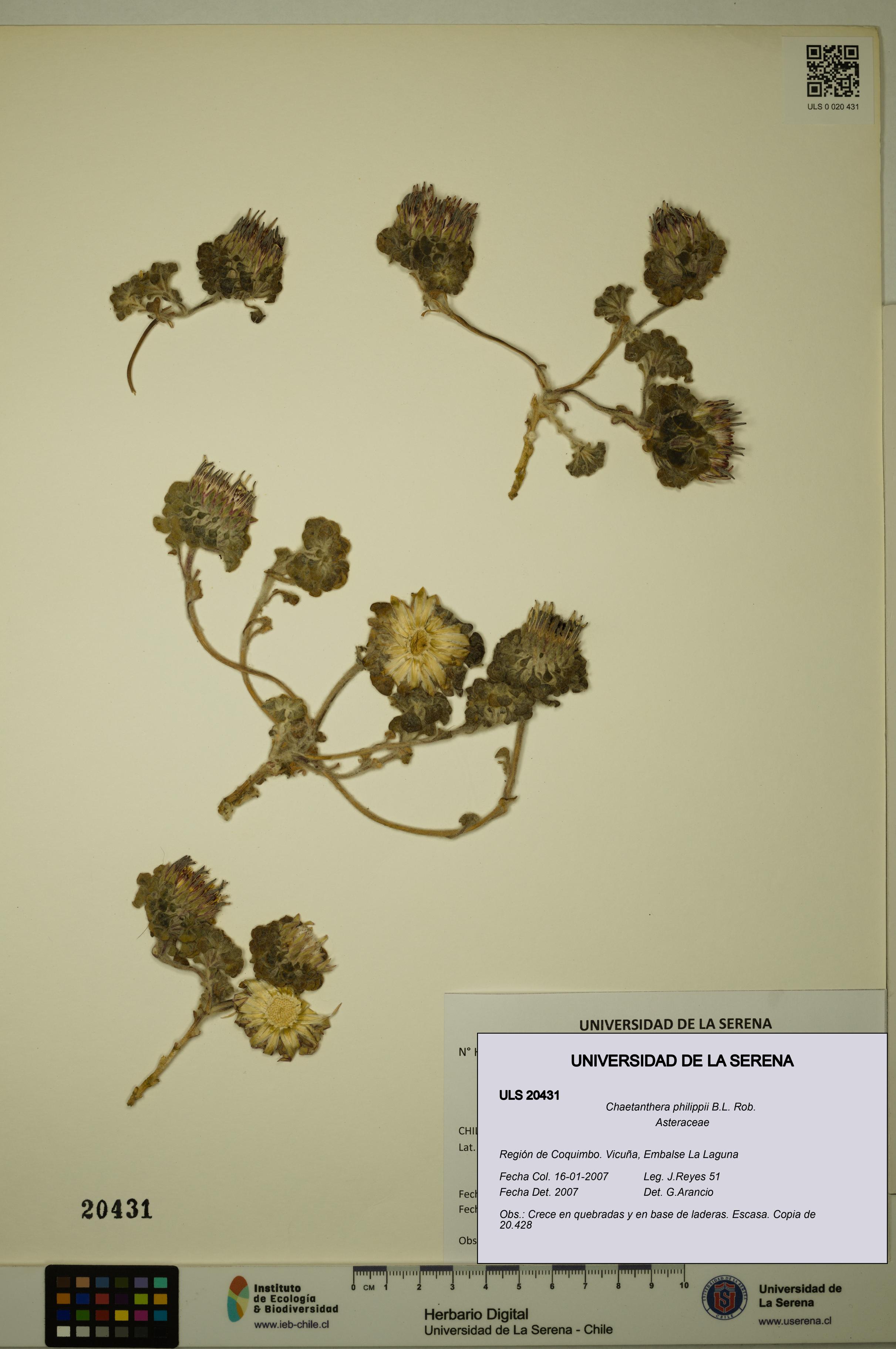 Chaetanthera philippii [Espécimen: ULS:ULS:0020431]