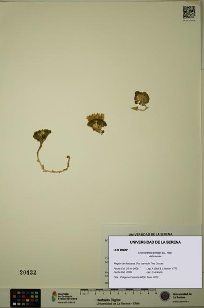 Chaetanthera philippii [Espécimen: ULS:ULS:0020432]