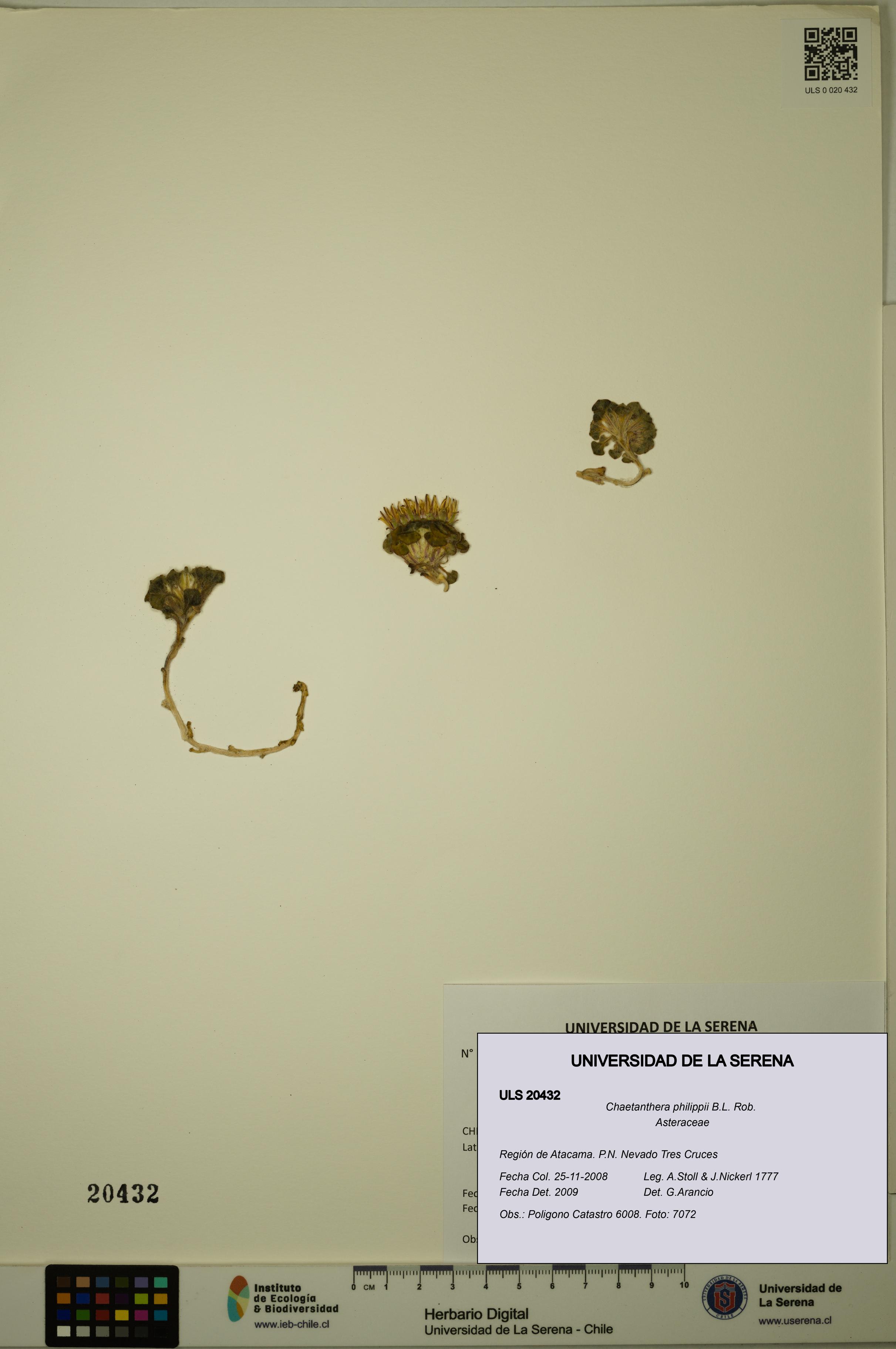 Chaetanthera philippii [Espécimen: ULS:ULS:0020432]