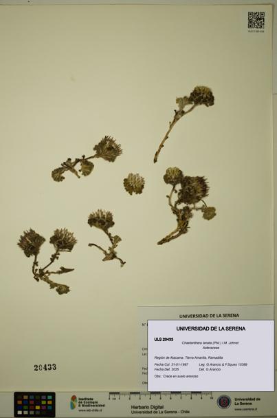 Chaetanthera lanata [Espécimen: ULS:ULS:0020433]